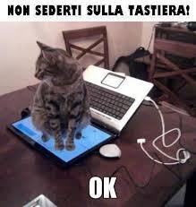 Foto Divertente: Gatto seduto sopra il monitor del pc