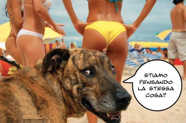 Foto Divertente: Cane dallo sguardo furbo e sullo sfondo donne in costume