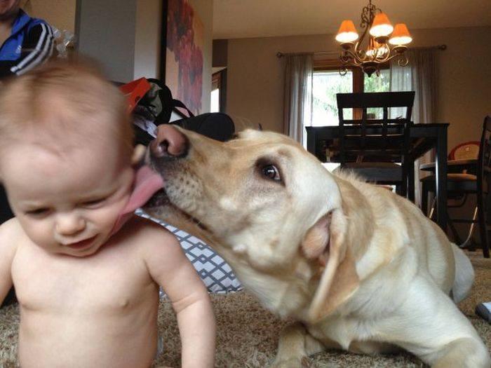 Foto Divertente: Cane che lecca la guancia del bambino