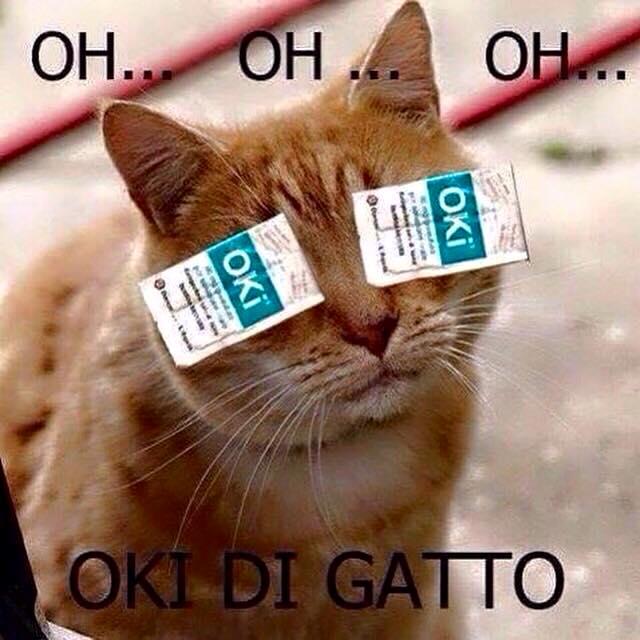 Oki posati sugli occhi del gatto