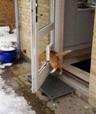 Foto Divertente: Gatto che passa dalla sua porticina ma la porta è aperta