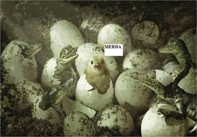 Pulcino che esce dal guscio con coccodrilli vicino