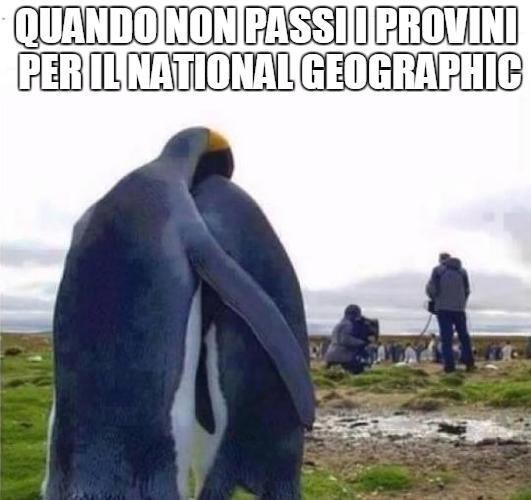 Foto Divertente: Pinguini che si abbracciano
