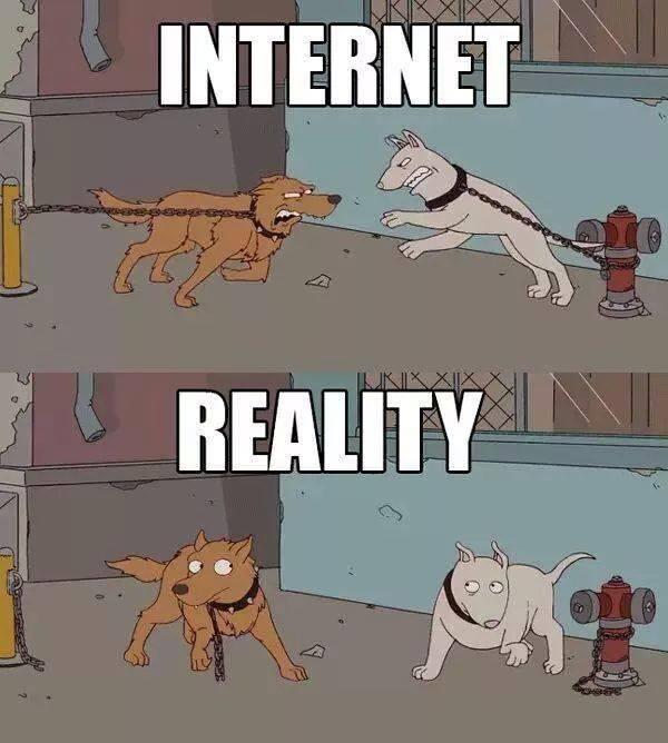 Foto Divertente: Due cani infuriati a confronto tra internet e realtà