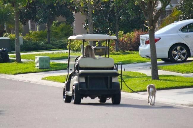 Donna in auto che passeggia con cane al guinzaglio