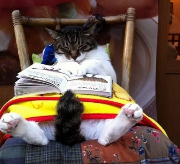 Foto Divertente: Gatto che legge un libro sul divano