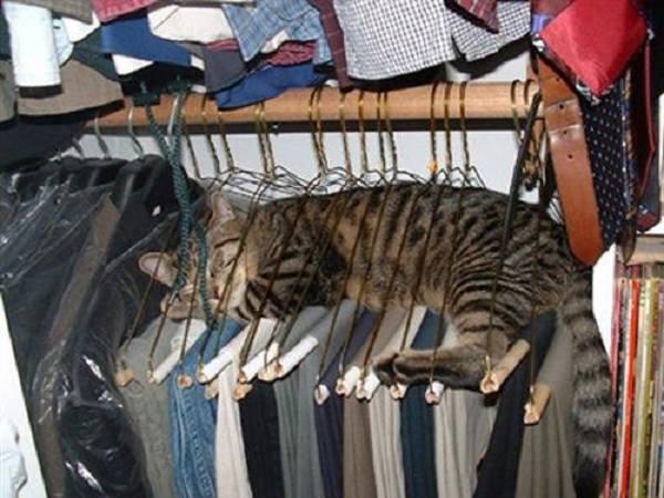 Foto Divertente: Gatto addormentato sugli appendini dell'armadio
