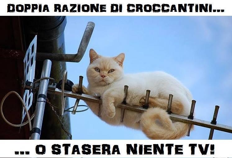 Foto Divertente: Gatto sdraiato sull'antenna della tv