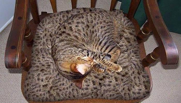 Foto Divertente: Gatto tigrato mimetizzato sulla sedia 