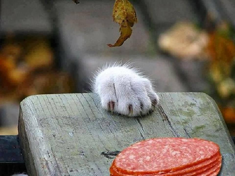 Foto Divertente: Zampa di un gatto che cerca di prendere il cibo