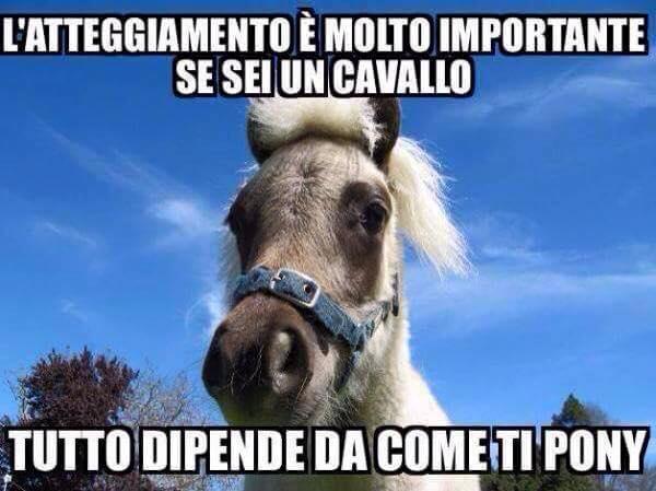Foto Divertente: Primo piano di un pony