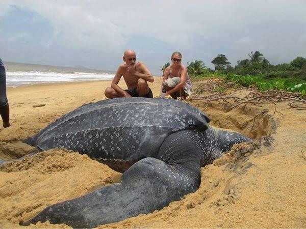 Foto Divertente: Tartaruga gigante in spaggia