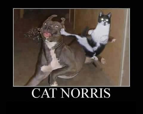Foto Divertente: Gatto che fa una mossa di karate ad un cane