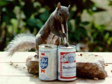 Foto Divertente: Scoiattolo che beve birra