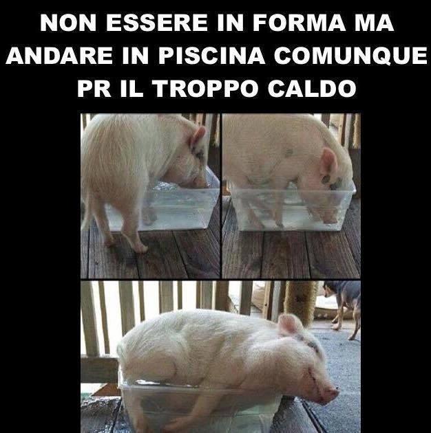 Foto Divertente: Maialino che fa il bagno in una vasca