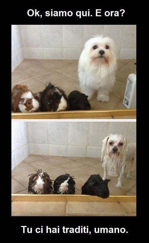 Foto Divertente: Animali prima e dopo il bagno