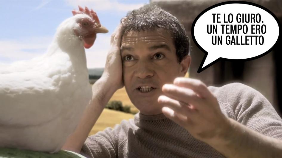 Banderas con gallina e il tempo in cui era un galletto