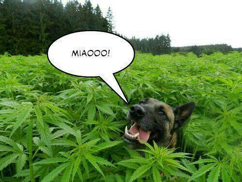 Cane in mezzo ad un campo di marijuana 