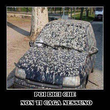 Macchina completamente coperta da cacca di uccello