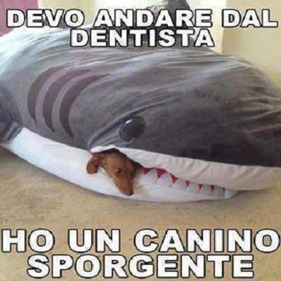 Cane che esce dalla bocca di uno squalo di peluche