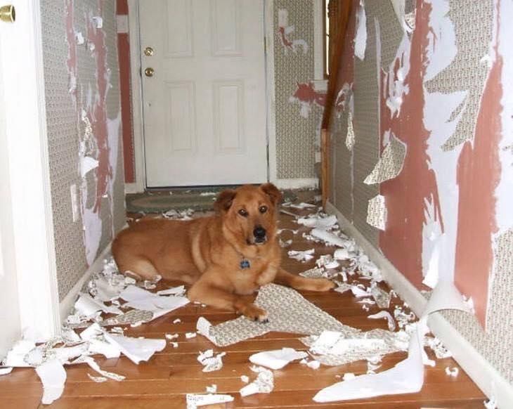 Cane che ha strappato la carta da parati