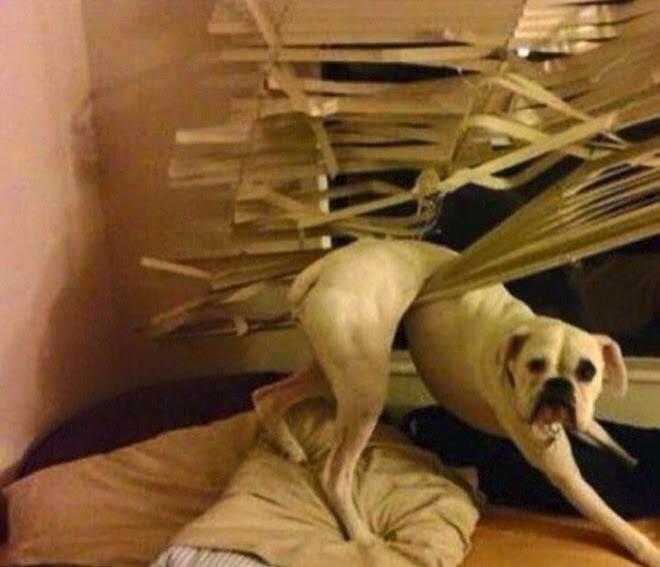 Foto Divertente: Cane incastrato nella tenda della finestra