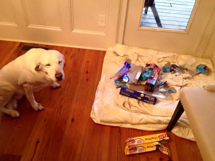 Foto Divertente: Cane con cartoni strappati sopra il materasso