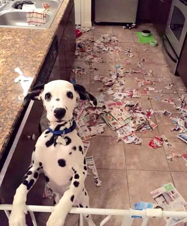 Foto Divertente: Dalmata che ha distrutto i giornali in cucina