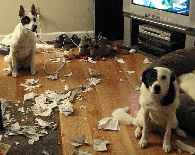 Foto Divertente: Due cani che hanno fatto un disastro in salone
