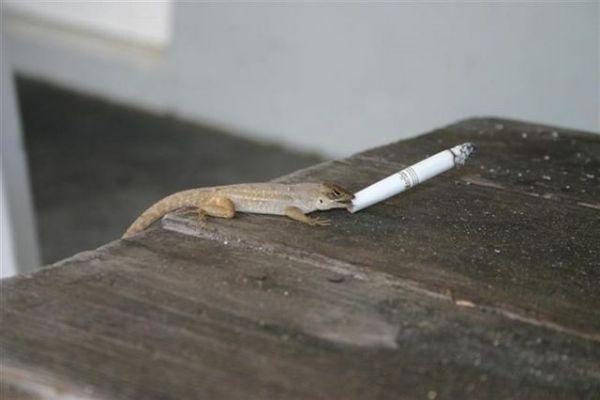 Foto Divertente: Lucertola che fuma