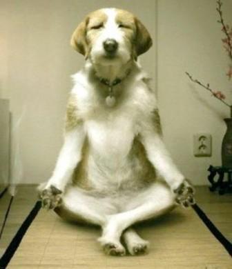 Foto Divertente: Cane che fa yoga
