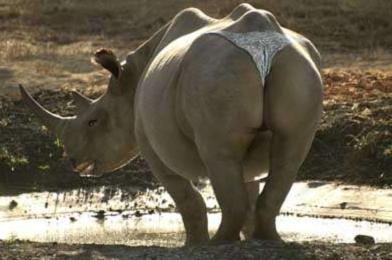 Foto Divertente: Rinoceronte sexy
