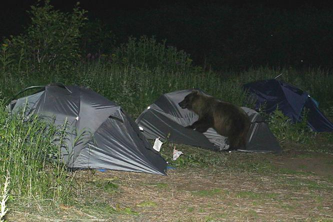 Foto Divertente: Orso sopra le tende da campeggio