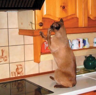 Foto Divertente: Gatto sulla cucina che cerca di aprire lo sportello