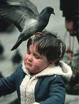 Foto Divertente: Bambino con piccione