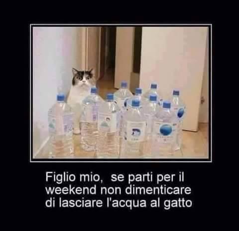 Foto Divertente: Gatto con tante bottiglie d'acqua 