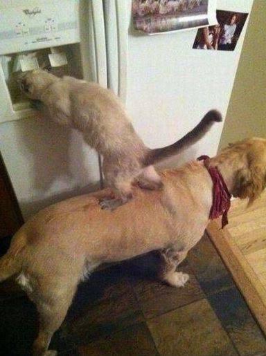 Foto Divertente: Cane che fa salire il gatto sulla schiena per arrivare a frigo