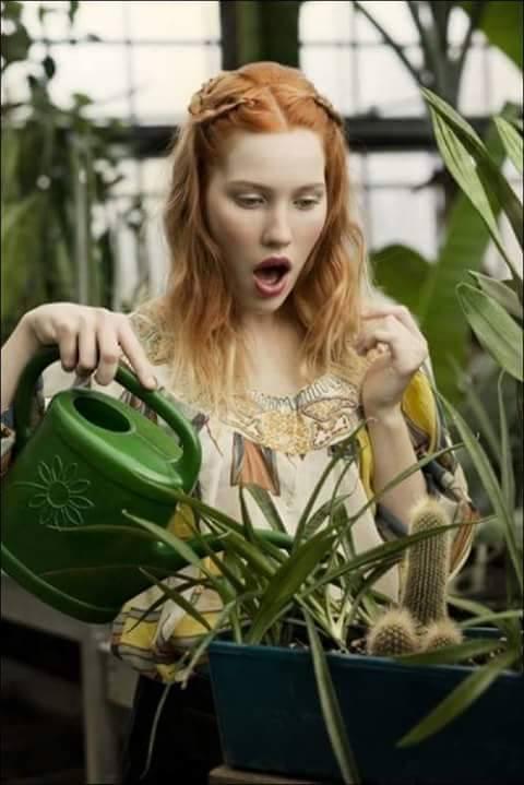 Foto Divertente: Pianta cactus a forma fallica