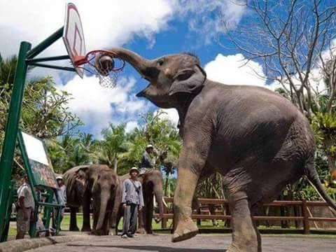 Foto Divertente: Elefante che fa canestro