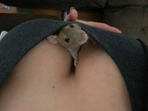 Foto Divertente: Topino che esce dal seno di una donna