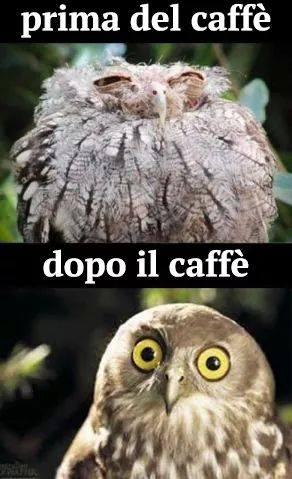 Foto Divertente: Gufo prima e dopo il caffè
