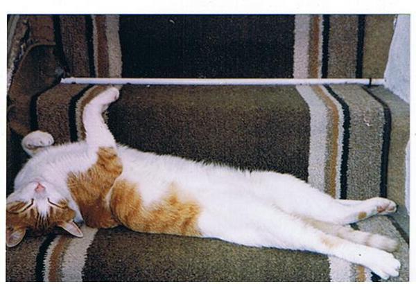 Foto Divertente: Gatto che dorme sulle scale