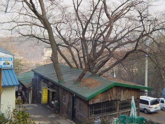 Foto Divertente: Albero in mezzo ad una casa