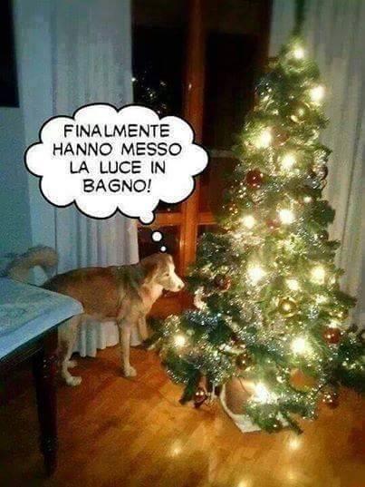 Foto Divertente: Cane davanti ad un albero illuminato
