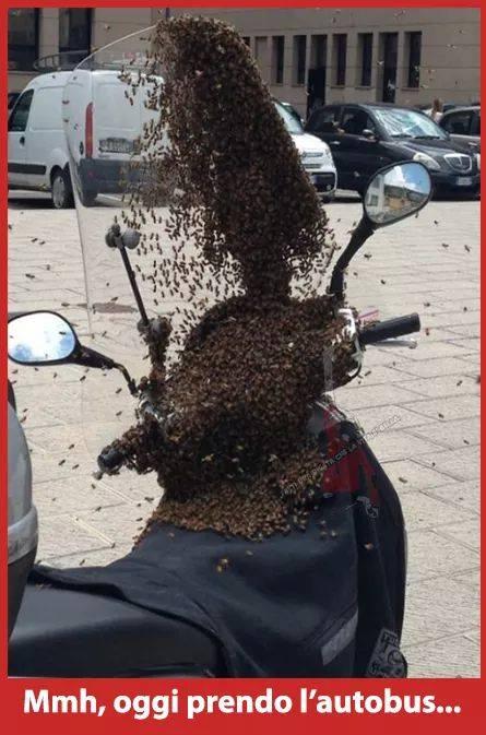 Motorino invaso dalle vespe