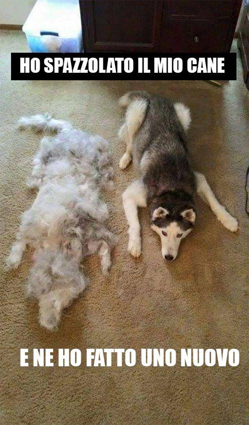Foto Divertente: Pelo lasciato dal cane quando lo spazzoli