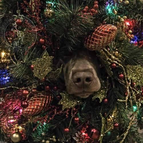 Foto Divertente: Muso del cane che spunta dall'albero di Natale