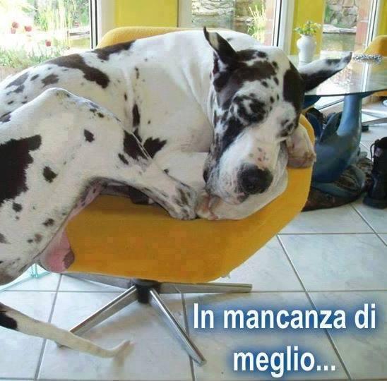 Foto Divertente: Alano che cerca di sdraiarsi su una poltroncina