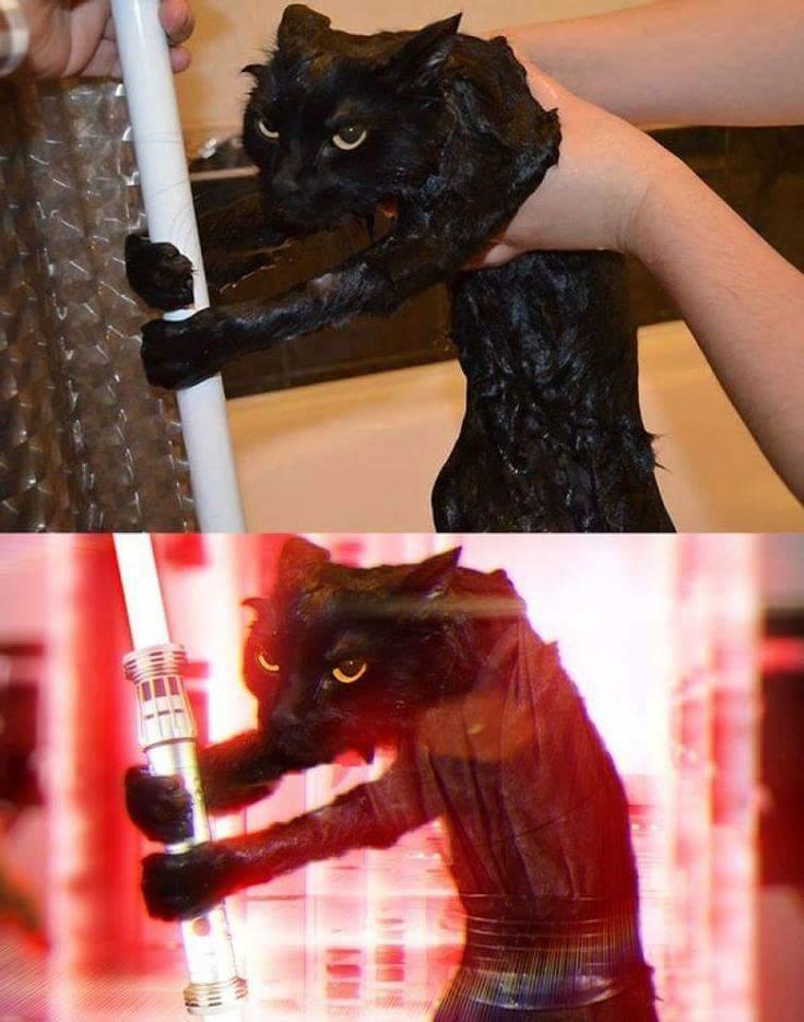 Foto Divertente: Gatto appena uscito dalla doccia