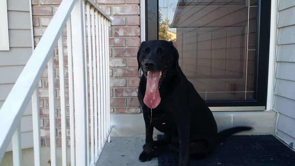 Foto Divertente: Cane con una lingua molto lunga
